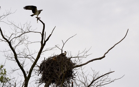 Bringing a fish back to the nest at Hull Springs Farm